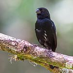 Большеклювый просяночник / Sporophila crassirostris