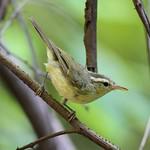 Ротанская пеночка / Phylloscopus rotiensis