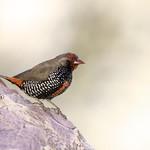 Painted Finch / Emblema pictum