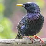 Скворцовые / Sturnidae фото