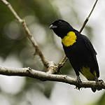 Golden-chested Tanager / Bangsia rothschildi