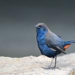 Indian Robin / Copsychus fulicatus