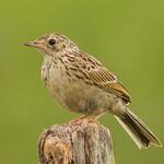 Пампасный конёк / Anthus chacoensis
