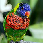 Parvipsitta pusilla
