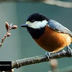 Chestnut-bellied Tit / Sittiparus castaneoventris