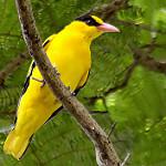 Slender-billed Oriole / Oriolus tenuirostris
