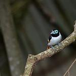 Wattled Broadbill / Sarcophanops steerii