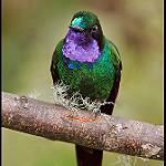 Purple-throated Sunangel / Heliangelus viola