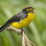 Spectacled Whitestart / Myioborus melanocephalus