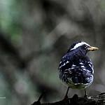 Pied Thrush / Geokichla wardii