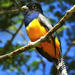 Фиолетовый трогон / Trogon violaceus