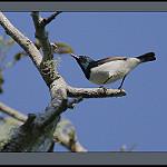 Amani Sunbird / Hedydipna pallidigaster