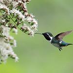 Esmeraldas Woodstar / Chaetocercus berlepschi
