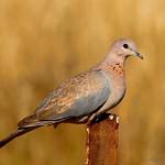 Малая горлица / Spilopelia senegalensis