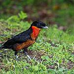 Red-ruffed Fruitcrow / Pyroderus scutatus