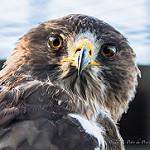 Скальный канюк / Buteo rufofuscus
