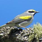 Golden-winged Warbler / Vermivora chrysoptera