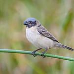 Sporophila iberaensis