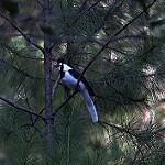Пегая сойка / Cyanocorax dickeyi