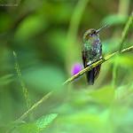 Greenish Puffleg / Haplophaedia aureliae