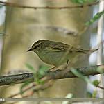 Горная теньковка / Phylloscopus sindianus
