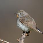 Taiga Flycatcher / Ficedula albicilla