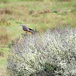 Red-rumped Bush Tyrant / Cnemarchus erythropygius