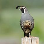 Калифорнийский перепел / Callipepla californica