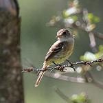 Светлогорлый мухолов / Empidonax albigularis