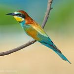 Золотистая щурка / Merops apiaster
