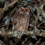 Лузонская сплюшка / Otus longicornis