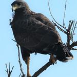 Cuban Black Hawk / Buteogallus gundlachii