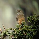 Rusty-vented Canastero / Asthenes dorbignyi