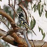 Regent Honeyeater / Anthochaera phrygia