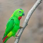 Blue-crowned Hanging Parrot / Loriculus galgulus