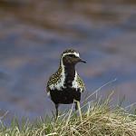 Золотистая ржанка / Pluvialis apricaria