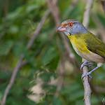 Краснобровый попугаевый виреон / Cyclarhis gujanensis