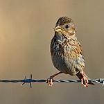 Просянка / Emberiza calandra