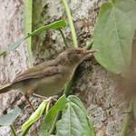Оливковая терновница / Camaroptera chloronota