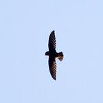 Sick's Swift / Chaetura meridionalis