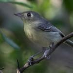 Кубинский виреон / Vireo gundlachii
