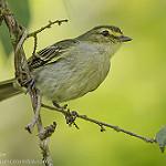 Choco Tyrannulet / Zimmerius albigularis