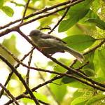Серый апалис / Apalis chirindensis