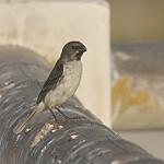 Chestnut-throated Seedeater / Sporophila telasco