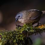 Grey-bellied Wren-Babbler / Spelaeornis reptatus