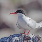 South American Tern / Sterna hirundinacea