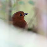 Grallaria centralis