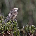 Андская колючехвостка / Leptasthenura andicola