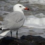 Одуэнова чайка / Ichthyaetus audouinii