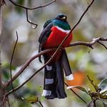 Горный трогон / Trogon mexicanus